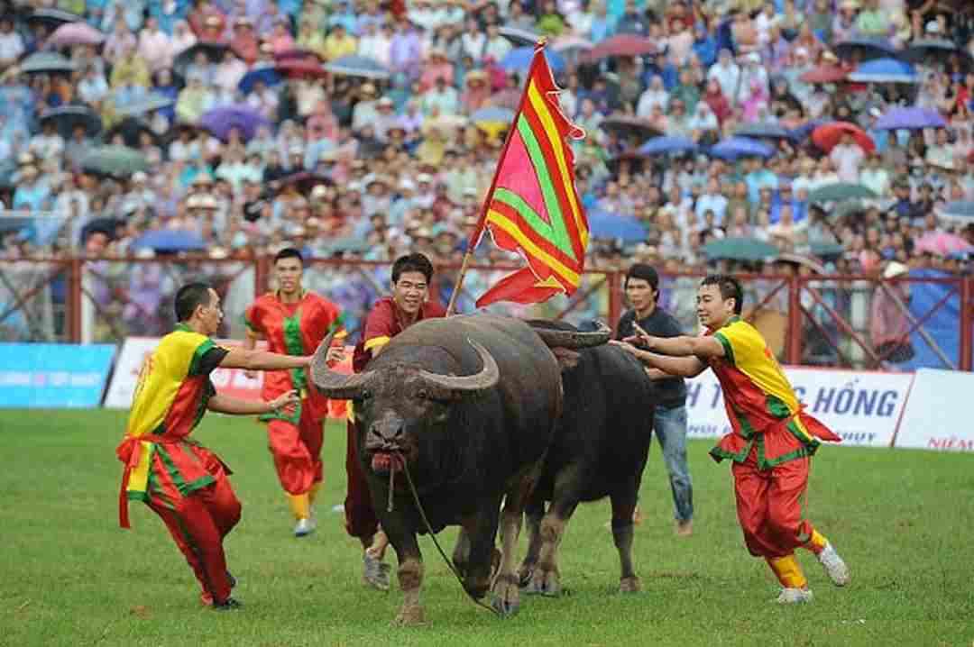 Mang nền Văn hóa “chọi trâu” ra khắp bạn bè quốc tế