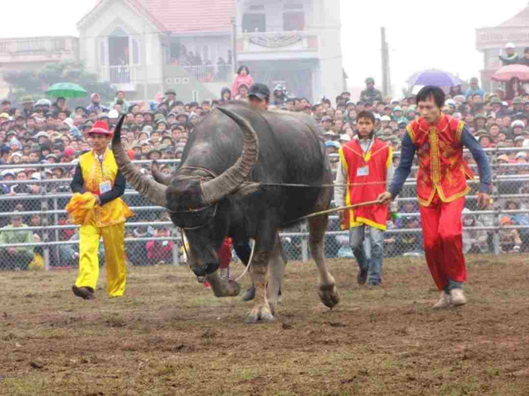 Chọn trâu trước khi tham gia trận đấu