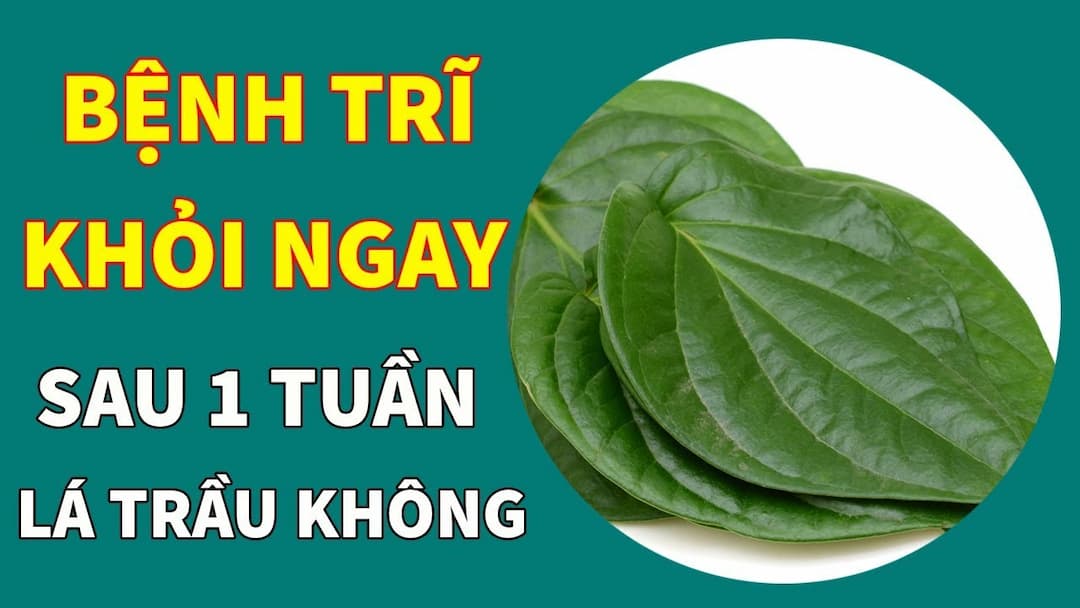 Bốn cách chữa trĩ bằng lá trầu không 