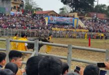 Hội chọi trâu Hàm Yên thu hút hàng vạn du khách sau mùa dịch Hội chọi trâu Hàm Yên