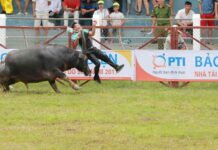 Ý nghĩa của lễ hội chọi trâu là gì? Có vai trò như thế nào? Độc đáo lễ hội chọi trâu ở Đồ Sơn