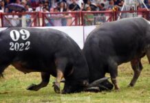 Sự cố trong Lễ hội chọi trâu Đồ Sơn và tâm tư người dân Tâm tư của người trong cuộc