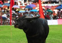 Có nên duy trì lễ hội chọi trâu sau những sự cố đáng tiếc? Có nên duy trì lễ hội chọi trâu?