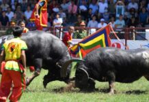 Lễ hội chọi trâu Đồ Sơn: Lan tỏa phát huy nét đẹp miền biển Mục tiêu là hướng vào góp phần gìn giữ di sản của cha ông