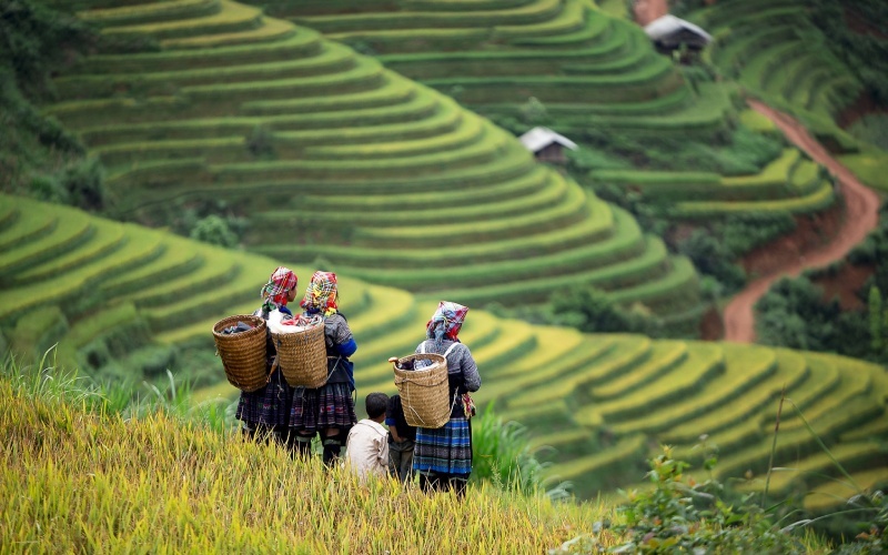 Ruộng bậc thang Tây Bắc